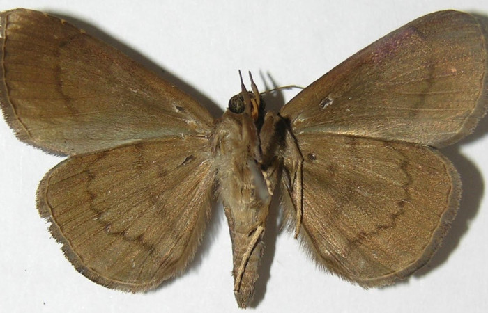 Figura 12. Adulto de <i>Eulepidotis pavo</i> (Erebidae), macho vista vental, localidad Loaiciga Sector Pitilla ACG (445m). Voucher: 08-SRNP-31380-DHJ396933.jpg.