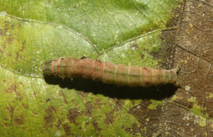 Figura 8. Prepupa de <i>Eulepidotis pavo</i> (Erebidae), vista dorsal, localidad Leonel, Estación Biológica Quica Sector, Pitilla ACG (510m). Voucher: 19-SRNP-70678-DHJ750995.jpg.