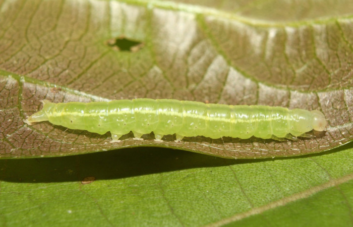Figura 2. Larva <i>Eulepidotis pavo</i> (Erebidae), en último estadío (U), vista lateral, localidad Leonel, Estación Biológica Quica Sector, Pitilla ACG (510m). Voucher: 19-SRNP-70679-DHJ750999.jpg
