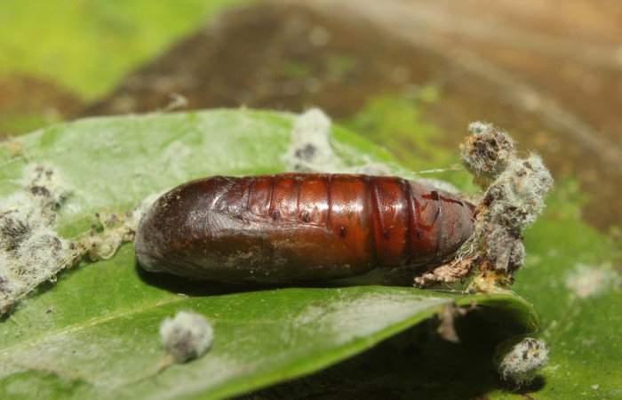 Figura 9. Pupa de <i>Eulepidotis pavo</i> (Erebidae), vista lateral, localidad Leonel, Estación Biológica Quica Sector, Pitilla ACG (510m). Voucher: 19-SRNP-70679-DHJ751009.jpg.