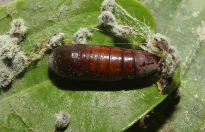 Figura 10. Pupa de <i>Eulepidotis pavo</i> (Erebidae), vista dorsal, localidad Leonel, Estación Biológica Quica Sector, Pitilla ACG (510m). Voucher: 19-SRNP-70679-DHJ751010.jpg.