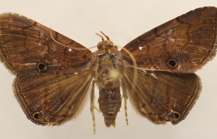 Figura 1. Adulto <i>Eulepidotis pavo</i> (Erebidae), vista ventral , localidad. Leonel, Estación Biológica Quica Sector, Pitilla ACG (510m).  Voucher:19-SRNP-70679-DHJ954236.jpg.