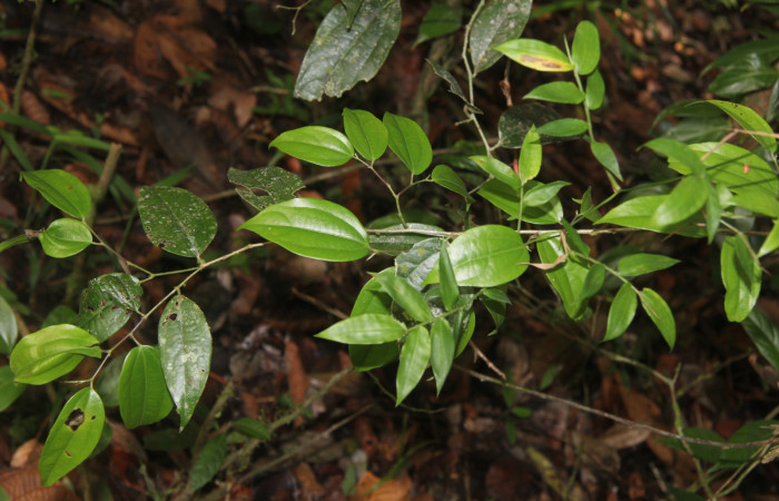 Figura 15. Planta hospedera de larva <i>Eulepidotis pavo</i> (Erebidae), esta planta se llama <i>Matudaea trinervia</i> (Hamamelidaceae) Medrano, Estación Biológica Quica Sector Pitilla ACG (380m), foto: Ricardo Calero, 18 Julio 2024
