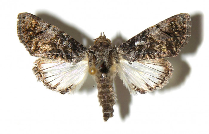 Figura 1.  Adulto de <i>Concana hoshea</i> (Macho) vista dorsal. (02-SRNP-10346-DHJ314996)