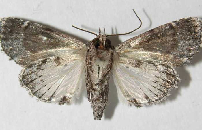 Figura 3.  Adulto de <i>Concana hoshea</i> (hembra), vista ventral. (11-SRNP-70141-DHJ544707)