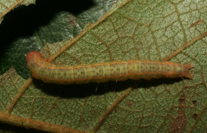 Figura 8. Larva <i>Concana hoshea</i> vista dorsal (12-SRNP-65474-DHJ487918)