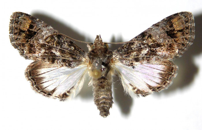 Figura 4.  Adulto de <i>Concana hoshea</i> (hembra), vista dorsal. (94-SRNP-737-DHJ328328)