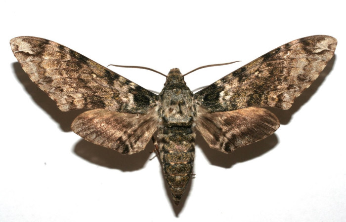 Figura 1. Adulto <i>Manduca corallina</i> (Sphingidae). Posición dorsal. Área de Conservación Guanacaste, Sector Santa Rosa. 07-SRNP-106544-DHJ616508.