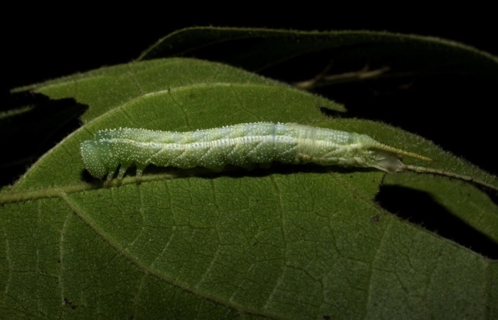 Figura 4. Larva <i>Manduca corallina</i> (Sphingidae). Posición lateral entero en la hoja de la planta <i>Cordia alliodora</i> (Cordiaceae). 10-SRNP-12948-DHJ471375.jpg