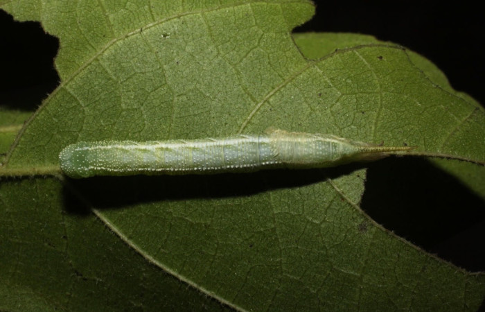 Figura 3. Larva <i>Manduca corallina</i> (Sphingidae). Posición dorsal en la hoja de la planta <i>Cordia alliodora</i> (Cordiaceae). 10-SRNP-12948-DHJ471376.jpg.
