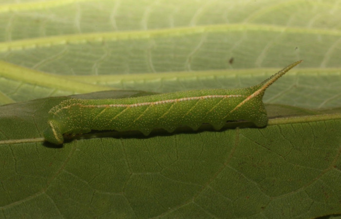 Figura 7. Larva <i>Manduca corallina</i> (Sphingidae). Posición lateral en la hoja de la planta <i>Cordia alliodora</i> (Cordiaceae). 20-SRNP-80560-DHJ755260.jpg.