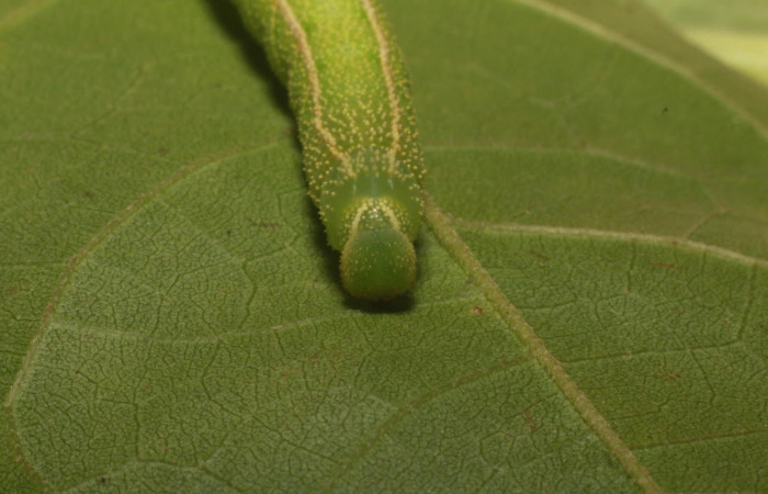 Figura 8. Larva <i>Manduca corallina</i> (Sphingidae). Posición cabeza en la hoja de la planta <i>Cordia alliodora</i> (Cordiaceae). 20-SRNP-80560-DHJ755264.jpg.