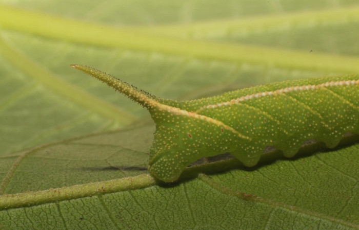 Figura 9. Larva <i>Manduca corallina</i> (Sphingidae). Posición cola en la hoja de la planta <i>Cordia alliodora</i> (Cordiaceae). 20-SRNP-80560-DHJ755265.jpg.