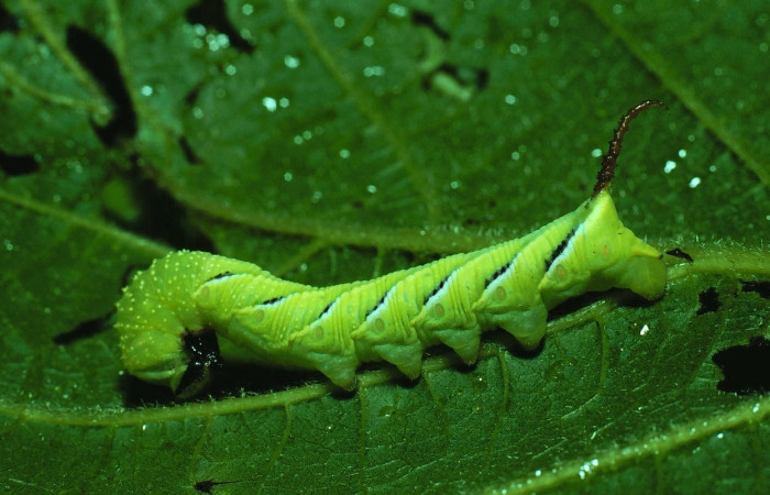 igura 19. Larva <i>Manduca dilucida</i> (Sphingidae). Posición lateral entero en la hoja de la planta <i>Sapranthus palanga</i> (Annonaceae). 81-SRNP-149-DHJ2074.jpg.