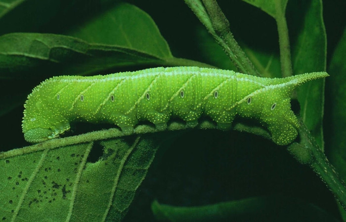 Figura 11. Larva <i>Manduca corallina</i> (Sphingidae). Posición lateral entero en la hoja de la planta <i>Cordia alliodora</i> (Cordiaceae). 81-SRNP-340-DHJ2399.jpg.