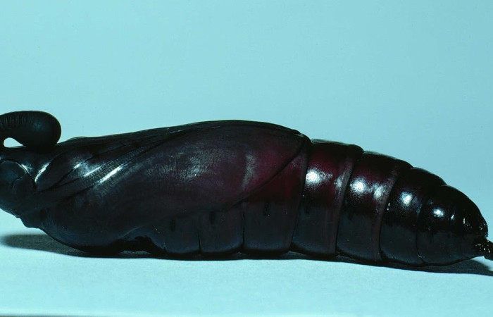 Figura 13. Pupa de <i>Manduca corallina</i> (Sphingidae). vista lateral, Sector Santa Rosa ACG (300m). 83-SRNP-1025-DHJ5859.jpg.