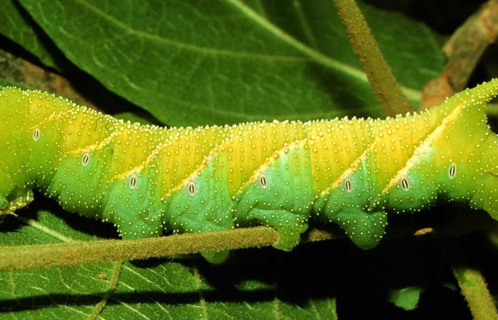 Figura 17. Larva <i>Manduca barnes</i> (Sphingidae). Posición lateral entero en la hoja de la planta <i>Handroanthus ochraceus</i> (Bignoniaceae). 97-SRNP-2929-DHJ42060.jpg.