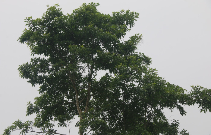 Figura 22. Ramas de <i>Cordia alliodora</i> (Cordiaceae), hospedero de <i>Manduca corallina</i> (Sphingidae). Foto. Ángel Hernández. Estación Biológica Wege.