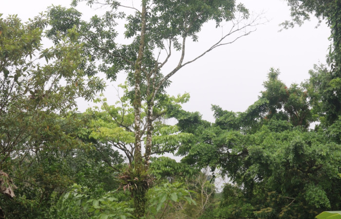 Figura 21. Planta <i>Cordia alliodora</i> (Cordiaceae), hospedero de <i>Manduca corallina</i> (Sphingidae). Foto. Ángel Hernández. Estación Biológica Wege.