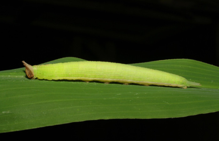 Figura 1. Larva <i>Taygetis laches</i> (Nymphalidae), color verde claro, posición lateral, mide 52 mm aproximadamente. Planta hospedera <i>Oryza latifolia</i> (Poaceae). Voucher: 05-SRNP-19608-DHJ403491.jpg.