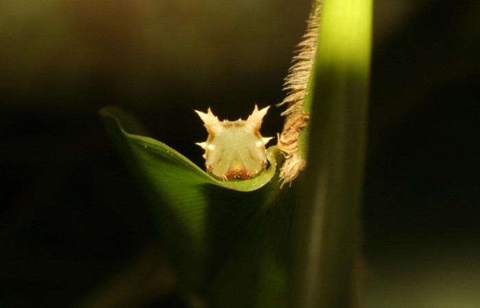 Figura 10. Larva <i>Taygetis laches</i> (Nymphalidae), color verde claro, posición frontal, mide 25 mm aproximadamente. Planta hospedera <i>Panicum trichidiachne</i> (Poaceae). Voucher: 11-SRNP-33308-DHJ484673.jpg.