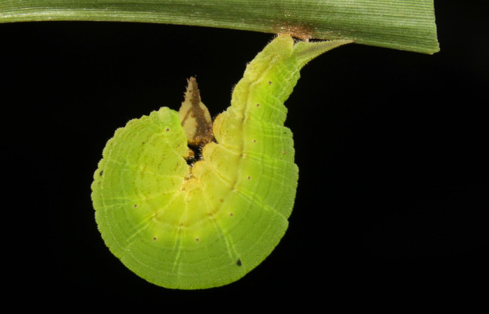 Figura 12. Prepupa <i>Taygetis laches</i> (Nymphalidae), color verde claro, posición lateral, mide 22 mm aproximadamente. Planta hospedera <i>Rugoloa pilosa</i> (Poaceae). Voucher: 15-SRNP-31598-DHJ728522.jpg.