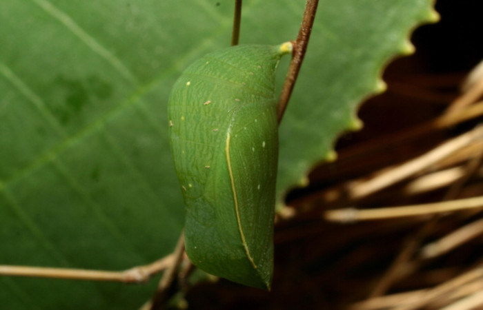 Figura 14. Pupa <i>Taygetis salvini</i> (Nymphalidae), color verde claro, posición lateral, mide 19 mm aproximadamente. Planta hospedera <i>Megathyrsus maximus</i> (introducido) (Poaceae). Voucher: 12-SRNP-70392-DHJ495089.jpg