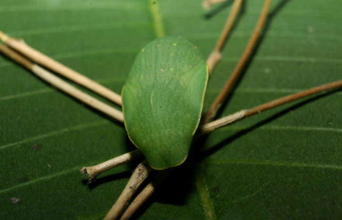 Figura 16. Pupa <i>Taygetis laches</i> (Nymphalidae), color verde claro, posición lateral, mide 19 mm aproximadamente. Planta hospedera <i>Megathyrsus maximus</i> (introducido) (Poaceae).. Voucher: 12-SRNP-70392-DHJ495092.jpg