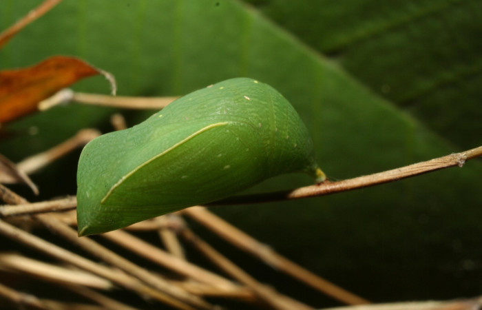 Figura 17. Pupa <i>Taygetis laches</i> (Nymphalidae), color verde claro, posición lateral, mide 19 mm aproximadamente. Planta hospedera <i>Megathyrsus maximus</i> (introduced) (Poaceae). Voucher: 12-SRNP-70392-DHJ495090.jpg