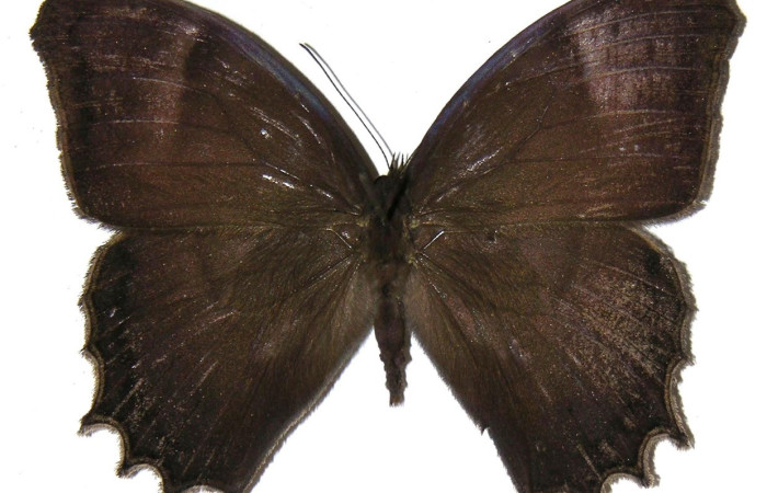 Figura 19. Adulto <i>Taygetis laches</i> (Nymphalidae). color café, abdomen color café, posición dorsal mide 61 mm aproximadamente. Voucher: 04-SRNP-14168-DHJ307518.