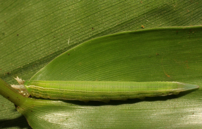 Figura 4. Larva <i>Taygetis laches</i> (Nymphalidae), color verde claro, posición dorsal, mide 25 mm aproximadamente. Planta hospedera <i>Panicum trichidiachne</i> (Poaceae). Voucher: 11-SRNP-33308-DHJ484671.jpg.