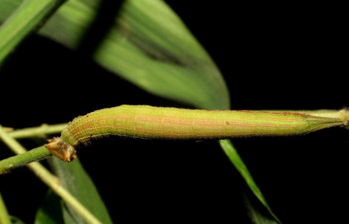 Figura 6. Larva <i>Taygetis laches</i> (Nymphalidae), color verde claro, posición dorsal, mide 36 mm aproximadamente. Planta hospedera <i>Oryza latifolia</i> (Poaceae). Voucher: 06-SRNP-57653-DHJ417839.jpg.