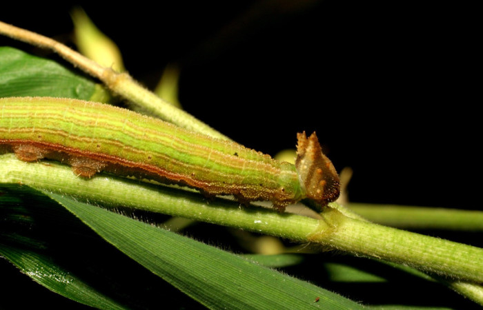 Figura 7. Larva <i>Taygetis laches</i> (Nymphalidae), color verde claro, posición lateral dorsal, mide 36 mm aproximadamente. Planta hospedera <i>Oryza latifolia</i> (Poaceae). Voucher: 06-SRNP-57653-DHJ417843.jpg.