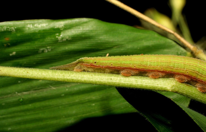Figura 8. Larva <i>Taygetis laches</i> (Nymphalidae), color verde claro, posición lateral trasero, mide 36 mm aproximadamente. Planta hospedera <i>Oryza latifolia</i> (Poaceae). Voucher: 06-SRNP-57653-DHJ417844.jpg.