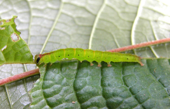 Figura 12. Larva <i>Hypena</i> zarabenaDHJ01, Erebidae, vista lateral. (05-SRNP-42296-DHJ407632).