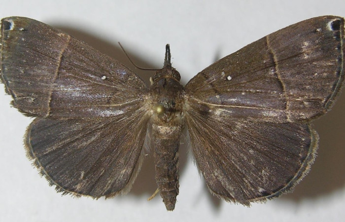 Figura 3. Adulto de <i>Hypena</i> zarabenaDHJ01  (hembra), vista dorsal. (10-SRNP-31635-DHJ539298).