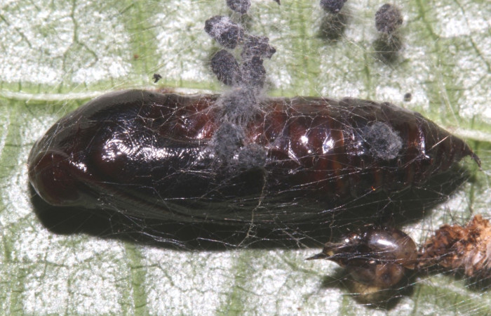 Figura 15. Pupa de <i>Hypena zarabena</i>, Erebidae, vista dorsal. (16-SRNP-31751-DHJ735670).