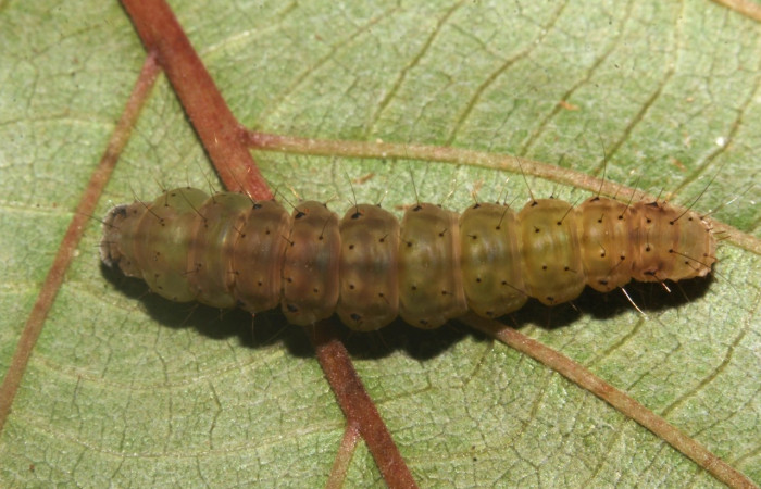Figura 11. Larva <i>Hypena zarabena</i>, Erebidae, vista dorsal. (19-SRNP-31001-DHJ765491).