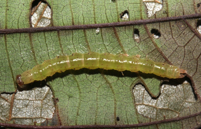 Figura 6. Larva <i>Hypena zarabena</i>,  Erebidae, vista dorsal. (19-SRNP-31040-DHJ765516).