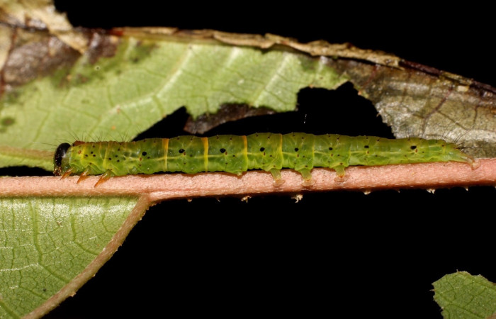 Figura 9. Larva <i>Hypena zarabena</i>, Erebidae, vista lateral. (20-SRNP-21146-DHJ773554).