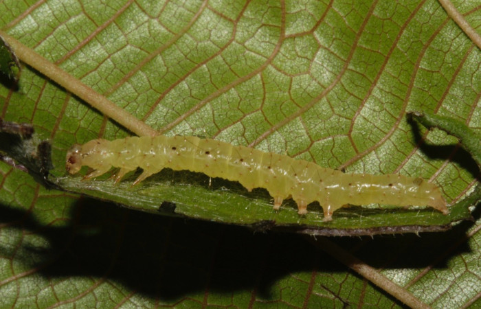 Figura 7. Larva <i>Hypena zarabena</i> Erebidae, vista lateral. (21-SRNP-31853-DHJ787978).