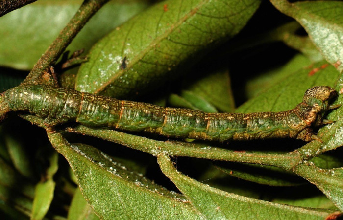 Fig. 5. Vista lateral completa de <i>Macaria ostia</i> (Geometridae). Voucher: 02-SRNP-8630-DHJ66535.jpg