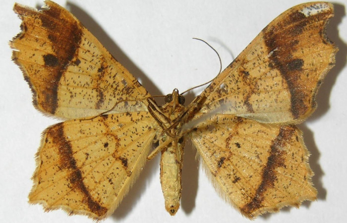 Fig. 18. Vista ventral de adulto macho de <i>Macaria ostia</i> (Geometridae). Voucher: 09-SRNP-35541-DHJ506175.