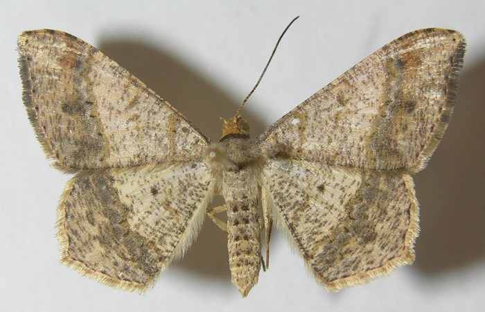 Fig.21. Vista dorsal de adulto de <i>Macaria nundinata</i>, (Geometridae). Voucher: 10-SRNP-13411-DHJ540856