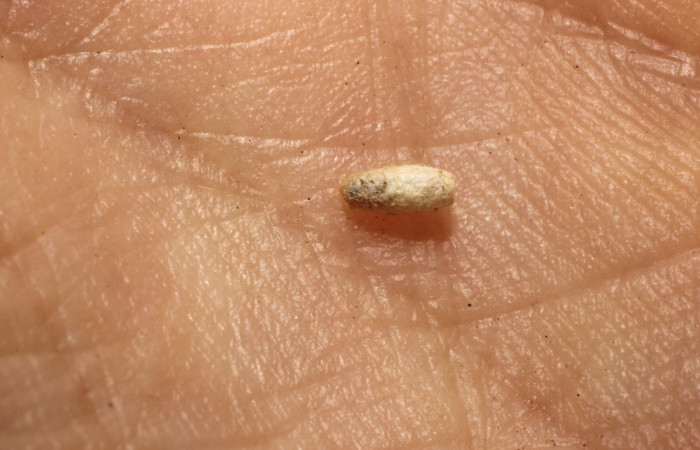 Fig. 14. Exubia de la familia Braconidae, parásito <i>Parapanteles</i> Janzen51 en larva <i>Macaria pernicata</i> (Geometridae). Voucher: 10-SRNP-36233-DHJ800176.jpg
