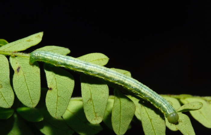 Fig. 12. Larva <i>Macaria nundinata</i> (Geometridae), vista dorsal. Se ven líneas verdes sobre el dorsal, cabeza verde. Voucher: 16-SRNP-26926-DHJ730575.jpg