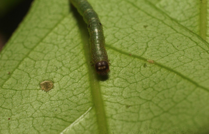 Fig. 7. Larva de <i>Macaria ostia</i> (Geometridae), en tercer estadio. Aquí el color de su cabeza es diferente. Voucher: 22-SRNP-35683-DHJ793142.jpg