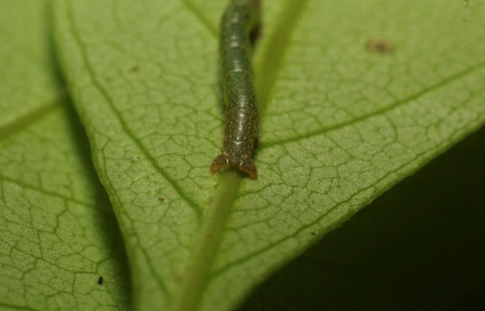Fig. 8. Larva de <i>Macaria ostia</i> (Geometridae), en tercer estadio. Imagen de la parte trasera, su color es más oscuro que el resto del cuerpo. Voucher: 22-SRNP-35683-DHJ793143.jpg