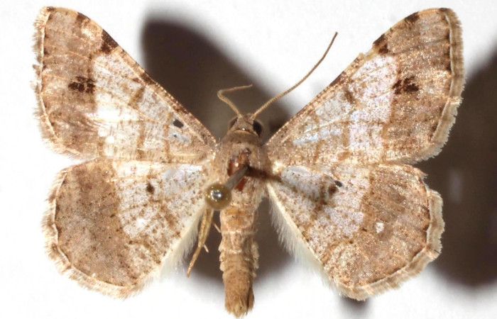 Fig.23. Vista dorsal de adulto de <i>Macaria nundinata</i>, (Geometridae), este adulto posee una línea que bordea sus alas. Voucher: 90-SRNP-1751.12-DHJ928608.jpg
