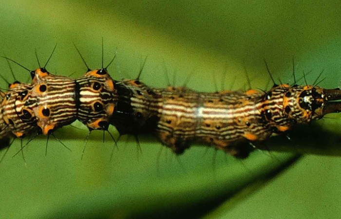 Fig. 11. Larva <i>Macaria abydata</i> (Geometridae), vista dorsal. Se notan los colores y pelitos que posee. Voucher: 98-SRNP-6837-DHJ46313.jpeg